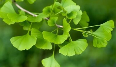 φύλλα ginkgo biloba για μεγέθυνση του πέους